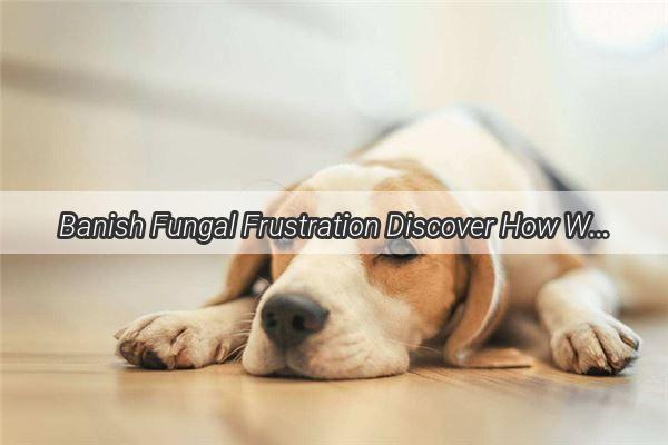 Banish Fungal Frustration Discover How Womens Wash Can Save Your Dogs Skin